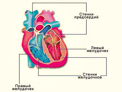 клапаны